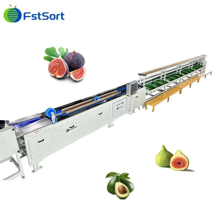 Automatic Fig Fruit Washing Sorting Machine